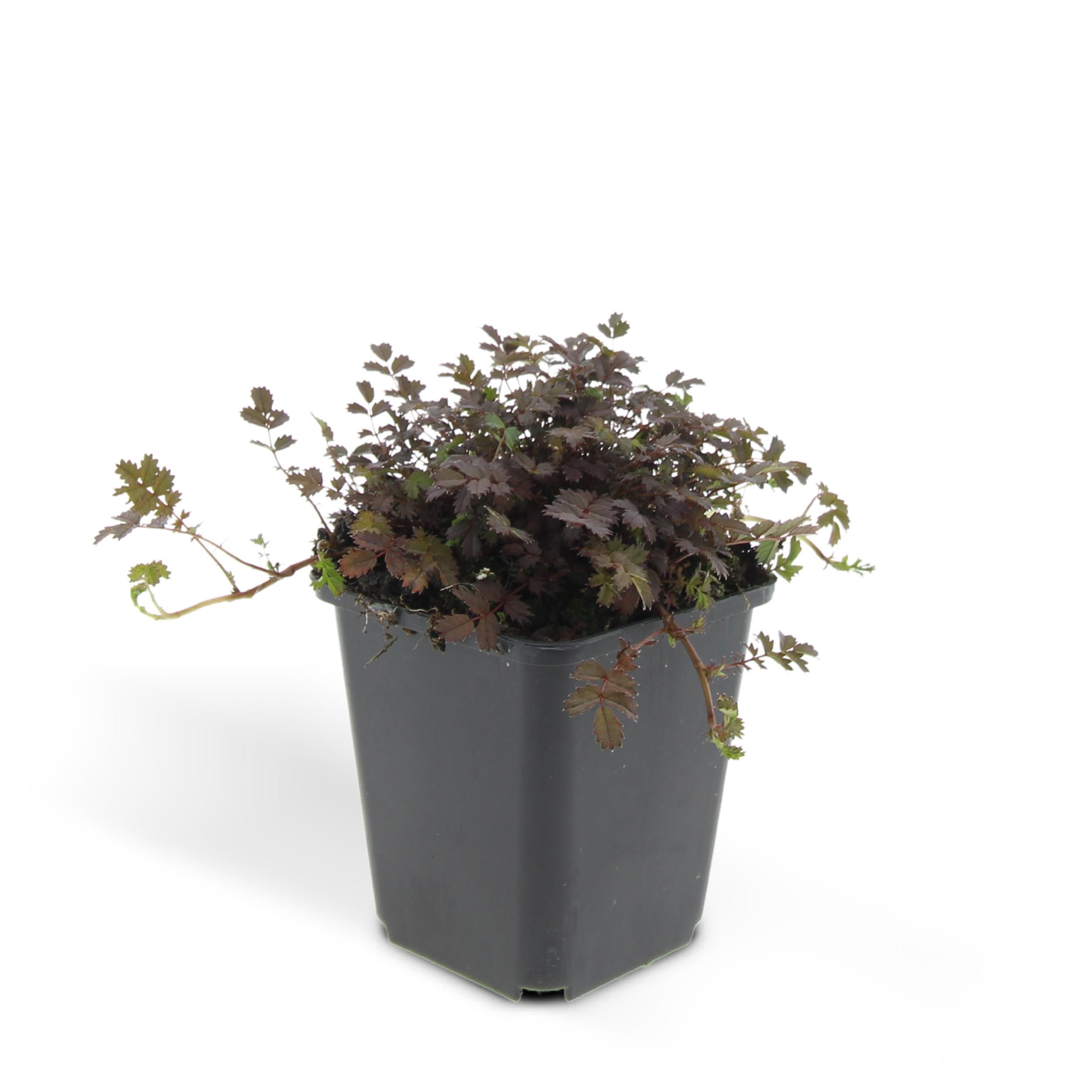 Garden basics 24 x Acaena microphylla 'Kupferteppich' - ↕10-25cm - Ø9cm (50254)