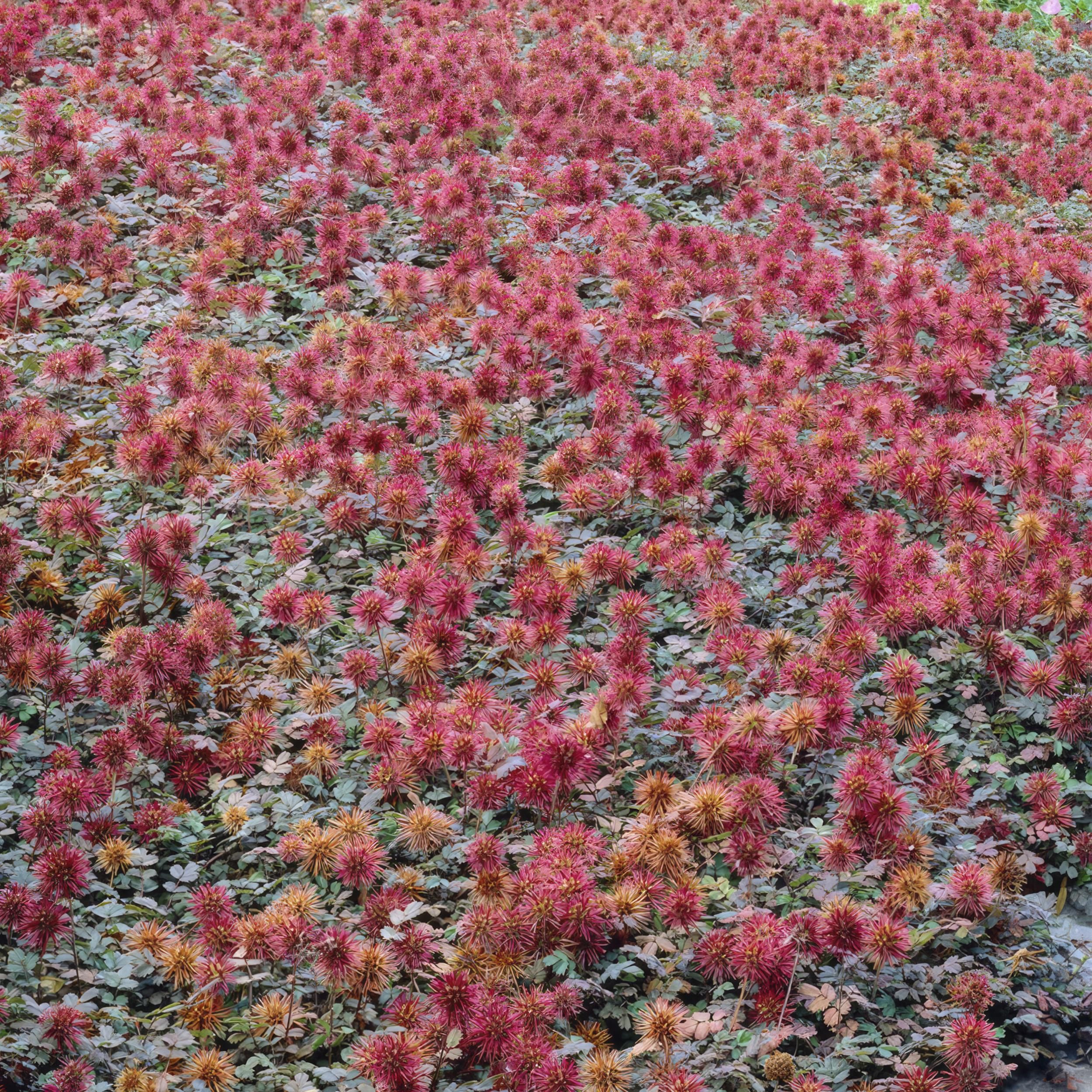 Garden basics 24 x Acaena microphylla 'Kupferteppich' - ↕10-25cm - Ø9cm (50254)