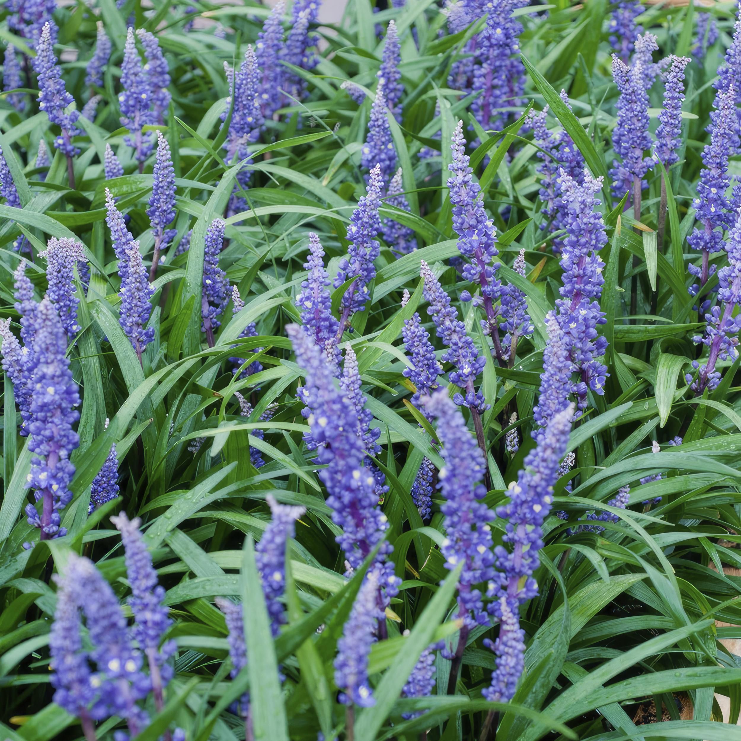 Garden basics 24x Liriope muscari 'Big Blue' - ↕10-25cm - Ø9cm (50468)