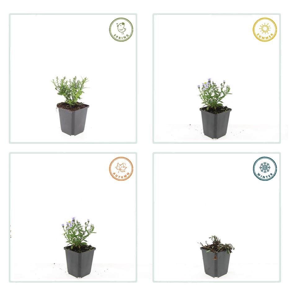 Garden basics 60x Aster (D) 'Prof. Anton Kippenberg' - ↕10-25cm - Ø9cm (47596)