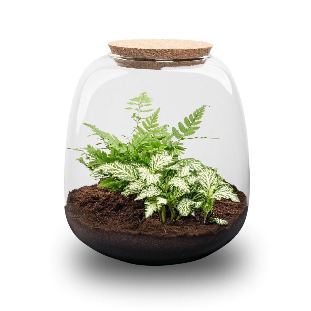 Planten terrarium - Emma Mini - DIY kit - Ø 19 cm - Fittonia White Tiger (8720872022314)