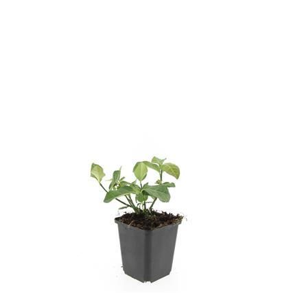 Garden basics 24x Euonymus fort. 'Dart's Blanket' - ↕10-25cm - Ø9cm (50404)