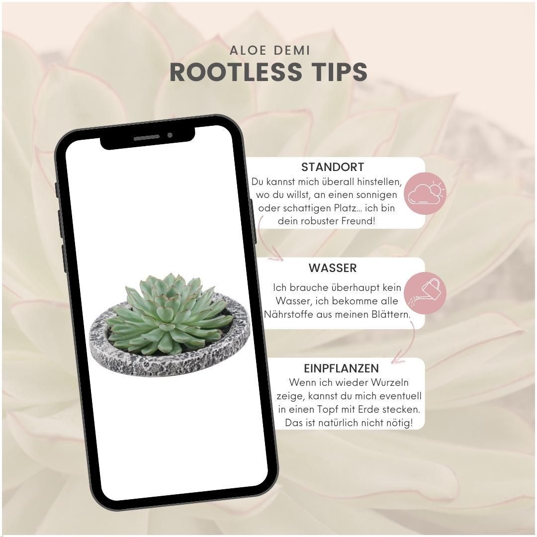 Rootless by aloe demi ROOTLESS Succulent Echeveria Pulidonis in schaal 'Concrete' Ø20 cm (8721001420162)