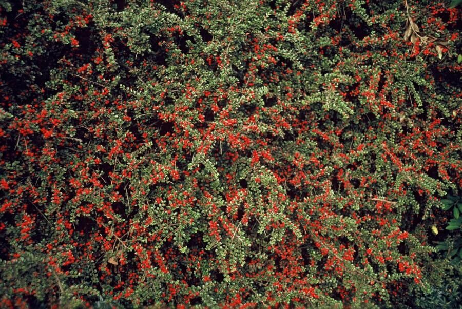 Garden basics 24x Cotoneaster horizontalis - ↕10-25cm - Ø9cm (50396)