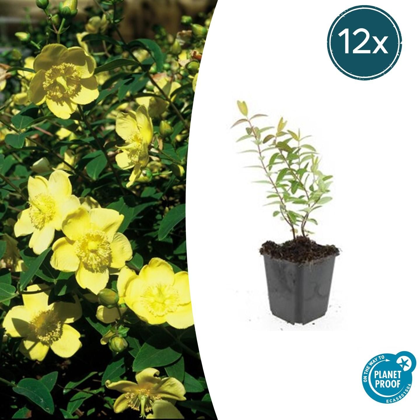 Garden basics 12x Hypericum 'Hidcote' - ↕10-25cm - Ø9cm (47832)