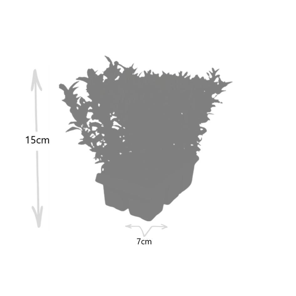 Premium basics 4 x 6 pack Euonymus 'Green Spire' - Ø 7 cm - ↨ 15 cm (48282)