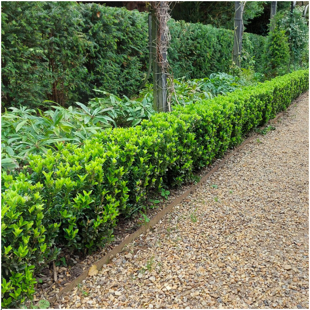 Premium basics 4 x 6 pack Euonymus 'Green Spire' - Ø 7 cm - ↨ 15 cm (48282)