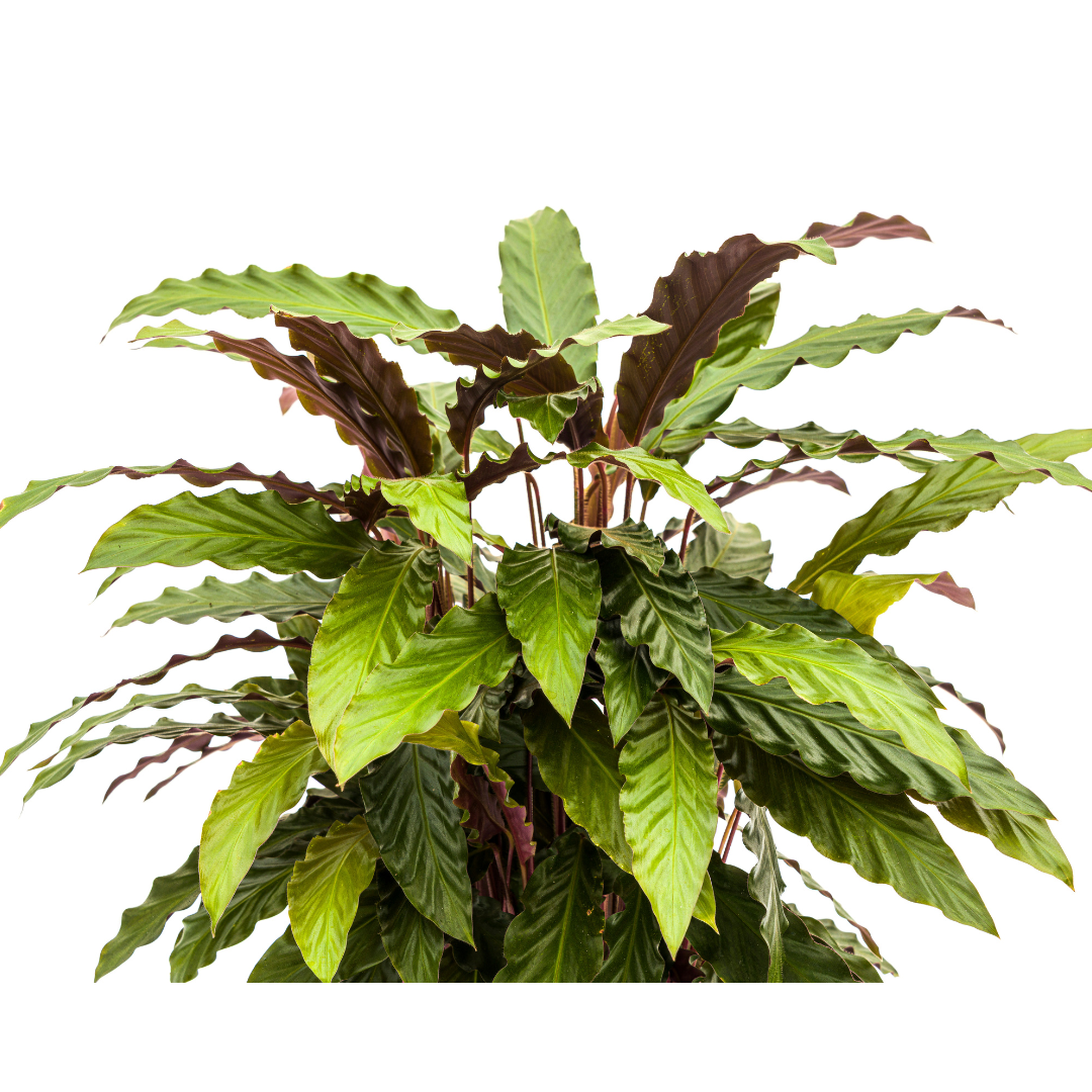 Calathea Rufibarba Ø27cm - ↕60 (4250308313746)