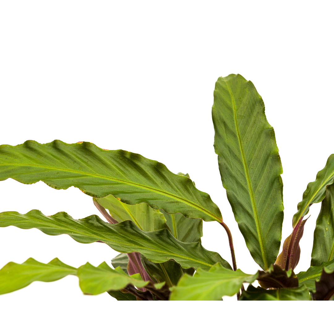 Calathea Rufibarba Ø27cm - ↕60 (4250308313746)