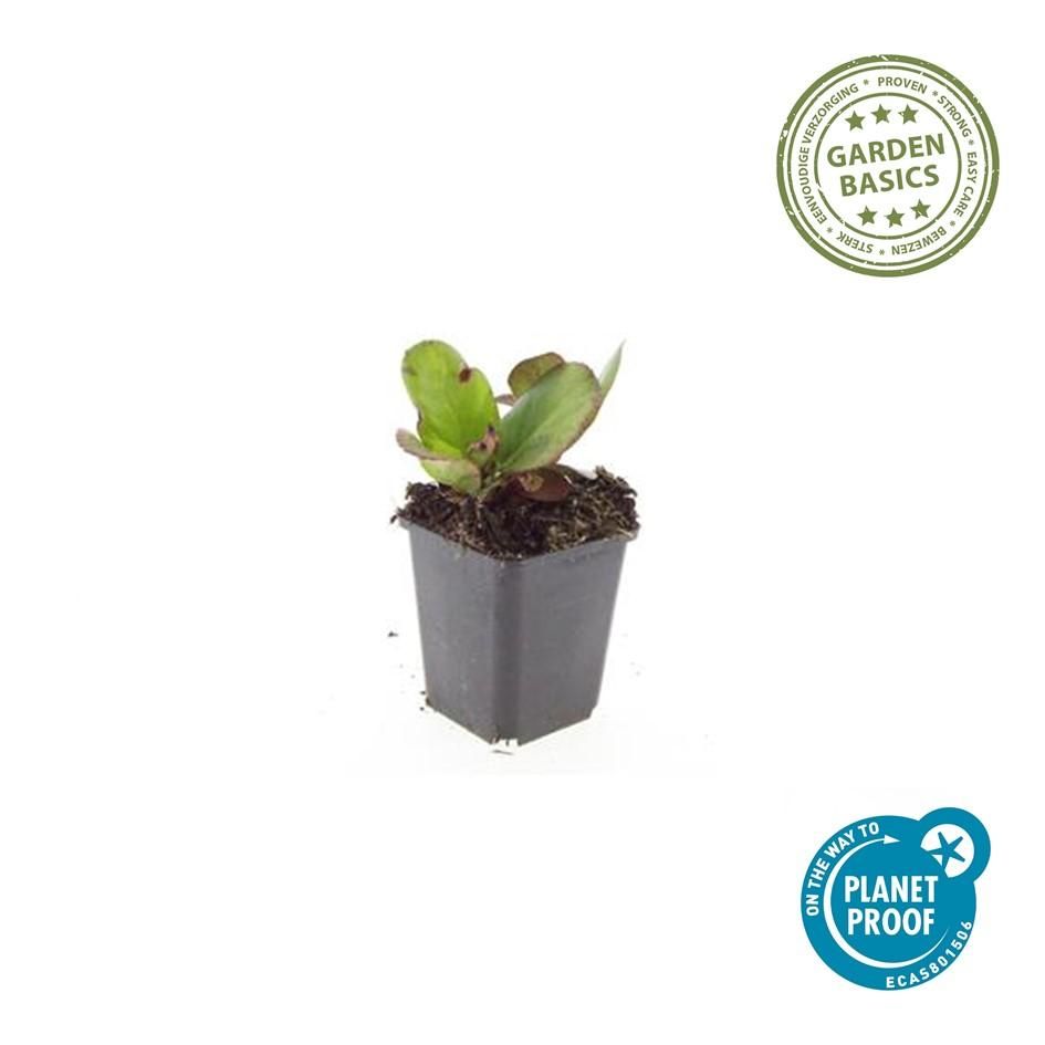 Garden basics 24x Bergenia cordifolia 'Herbstblüte' - ↕10-25cm - Ø9cm (50372)