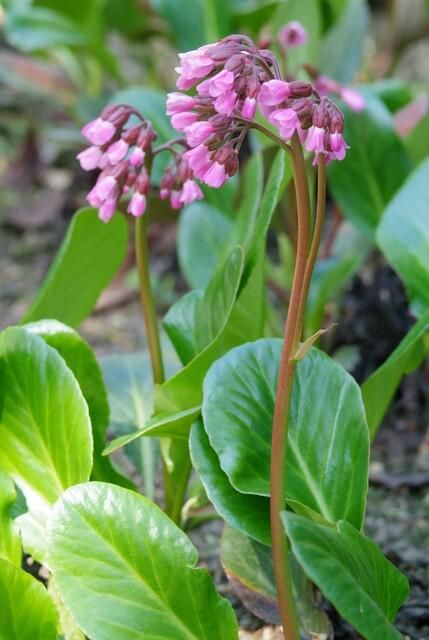 Garden basics 24x Bergenia cordifolia 'Herbstblüte' - ↕10-25cm - Ø9cm (50372)
