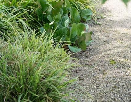 Garden basics 24x Bergenia cordifolia 'Herbstblüte' - ↕10-25cm - Ø9cm (50372)