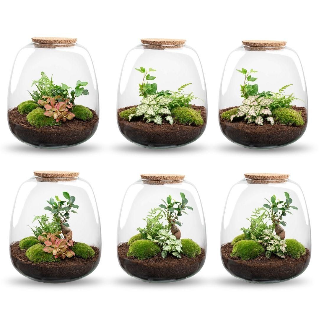 Planten terrarium - Emma - DIY kit - Ø 23 cm - Hedera White (52493)