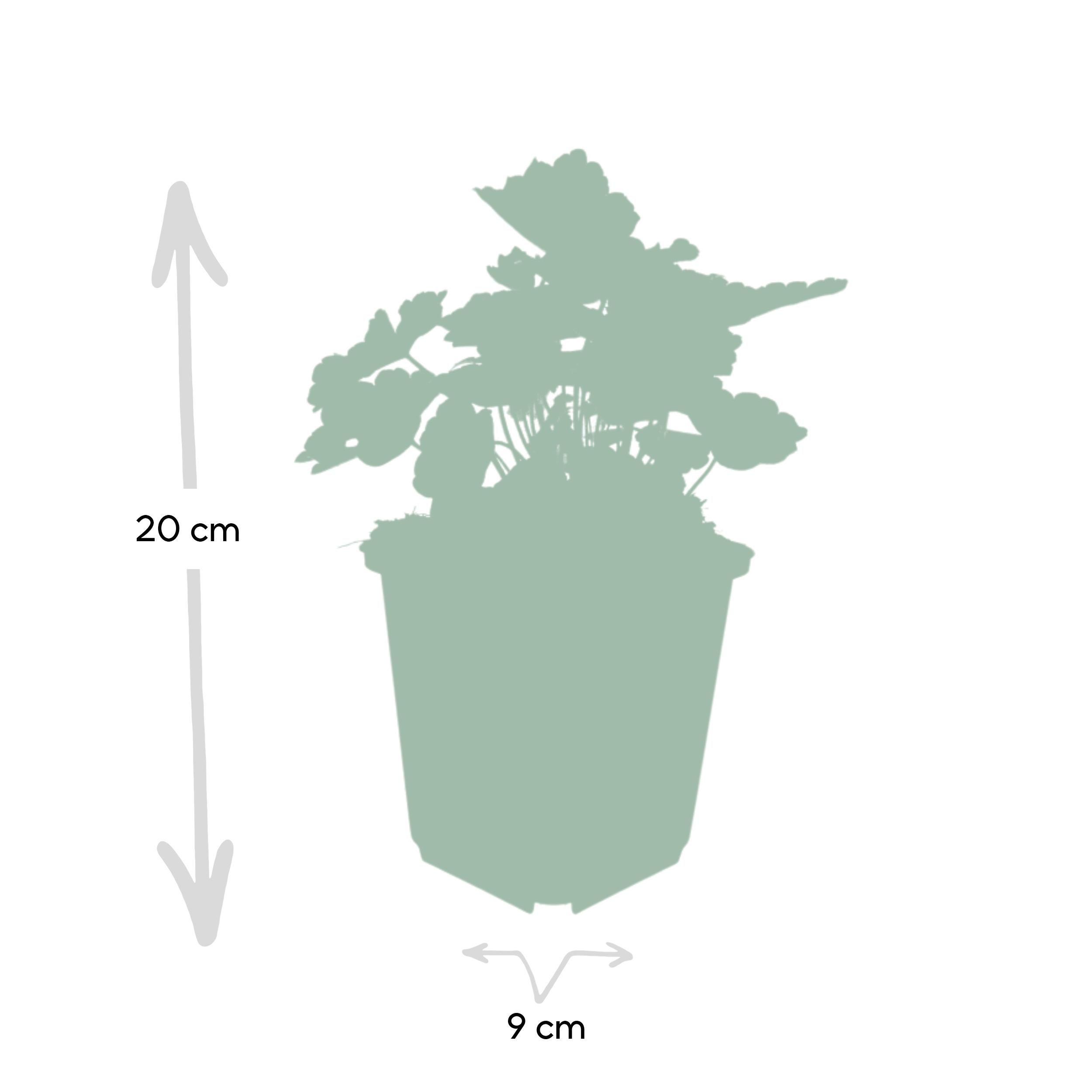 Garden basics 24x Heuchera mic. 'Palace Purple' - ↕10-25cm - Ø9cm (50326)