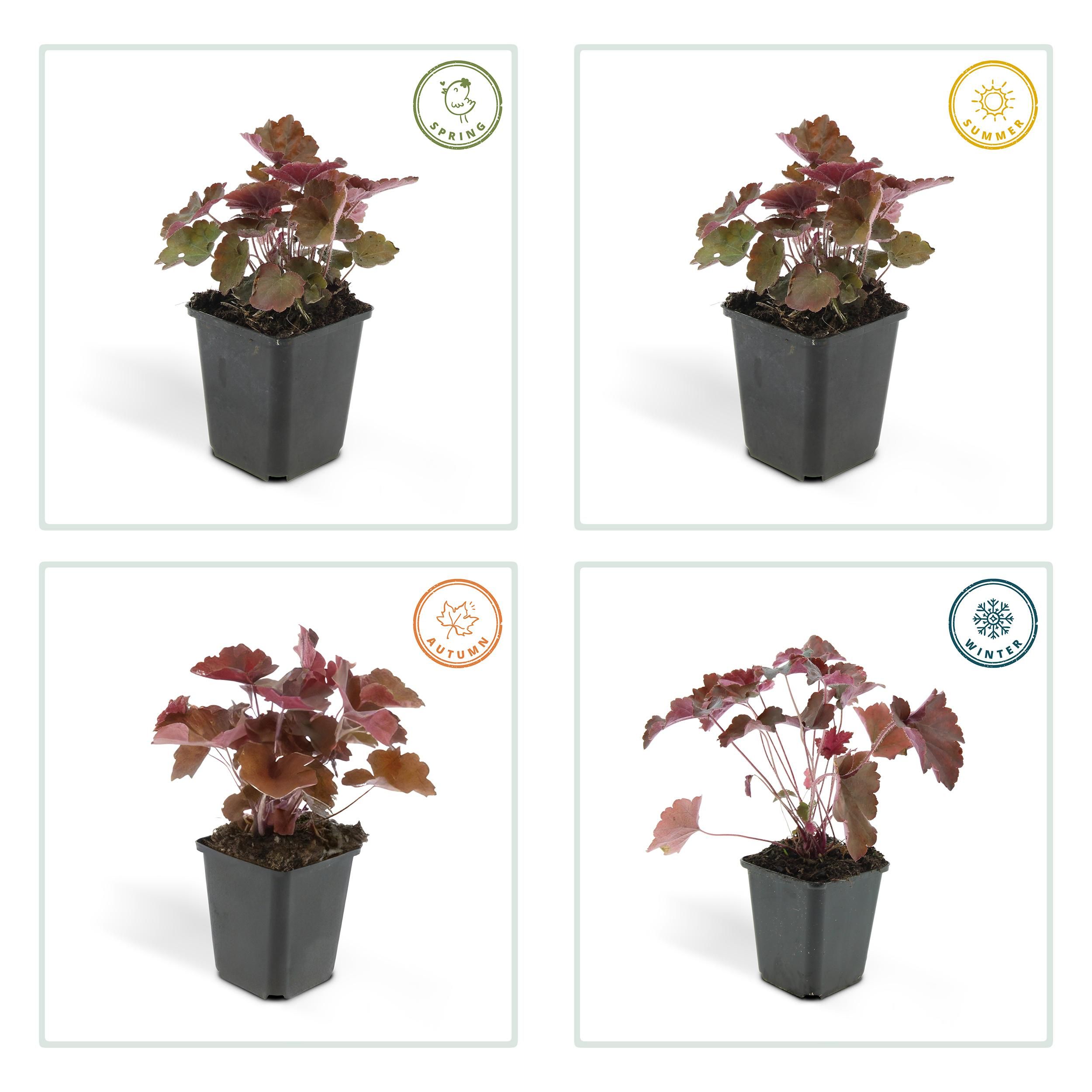 Garden basics 24x Heuchera mic. 'Palace Purple' - ↕10-25cm - Ø9cm (50326)
