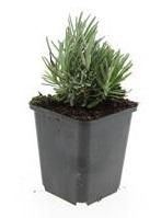 Garden basics 24x Lavandula ang. 'Dwarf Blue' - ↕10-25cm - Ø9cm (50458)