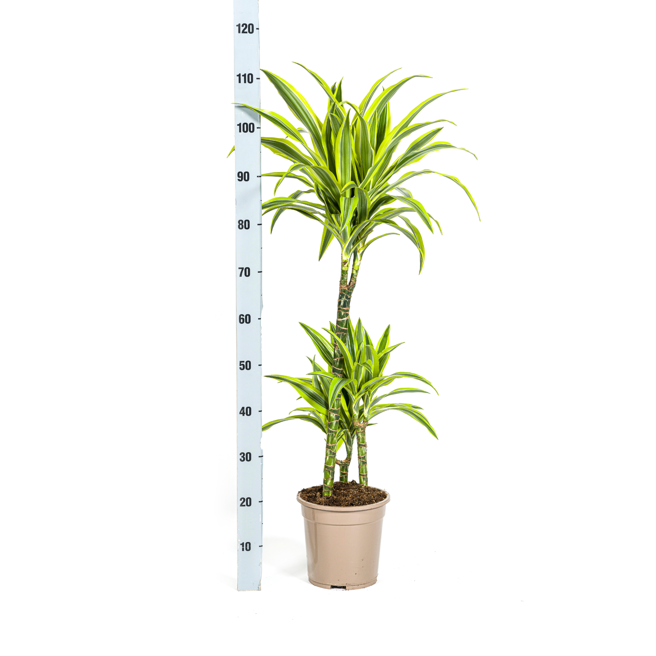 Dracaena Deremensis Lemon Lime met mand Ø21cm - ↕90 (48765)