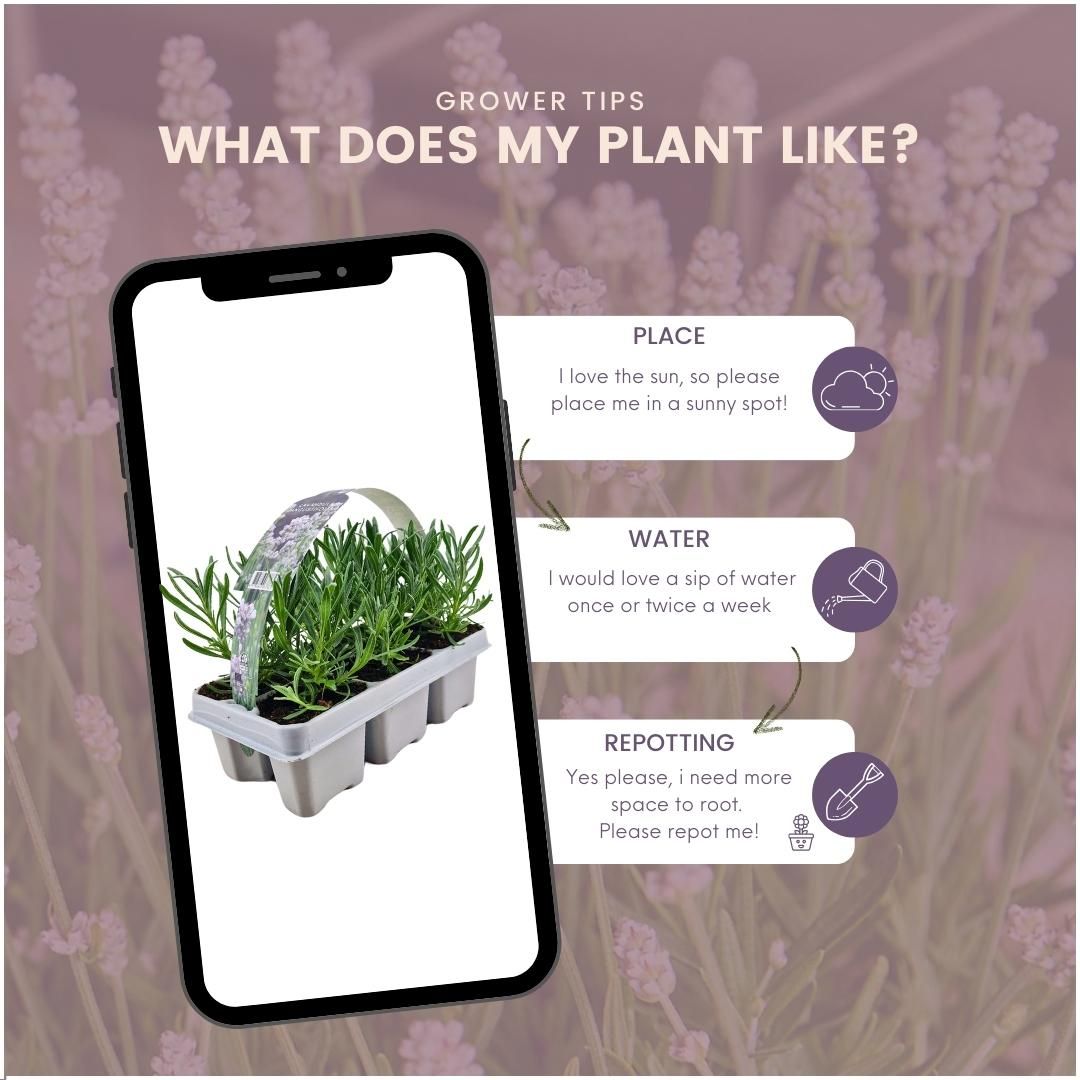 Plants by frank 12 x 6 pack Lavendel angustifolia white - 72 x Ø7 cm (33469)