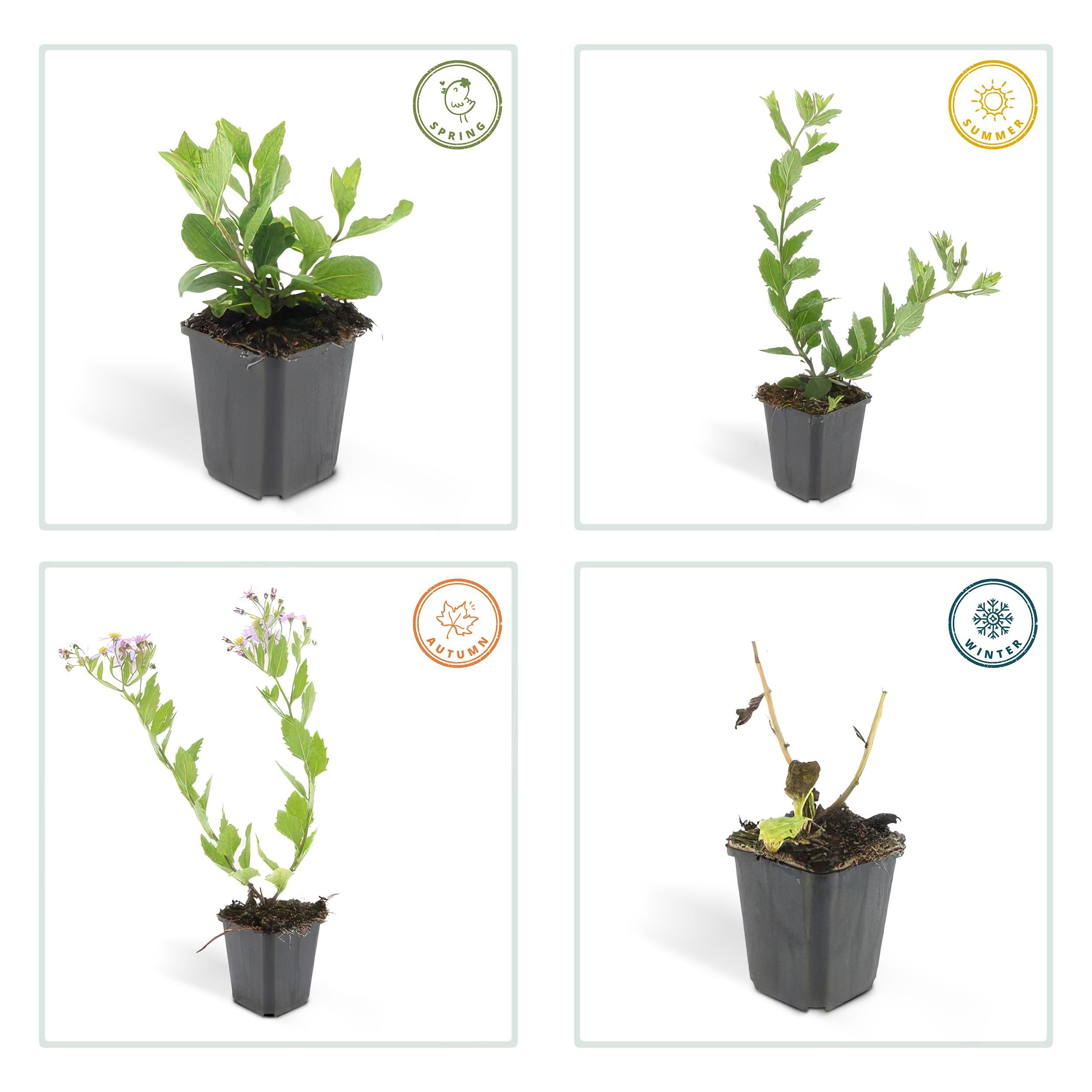 Garden basics 48x Aster ageratoides 'Asran' - ↕10-25cm - Ø9cm (50277)