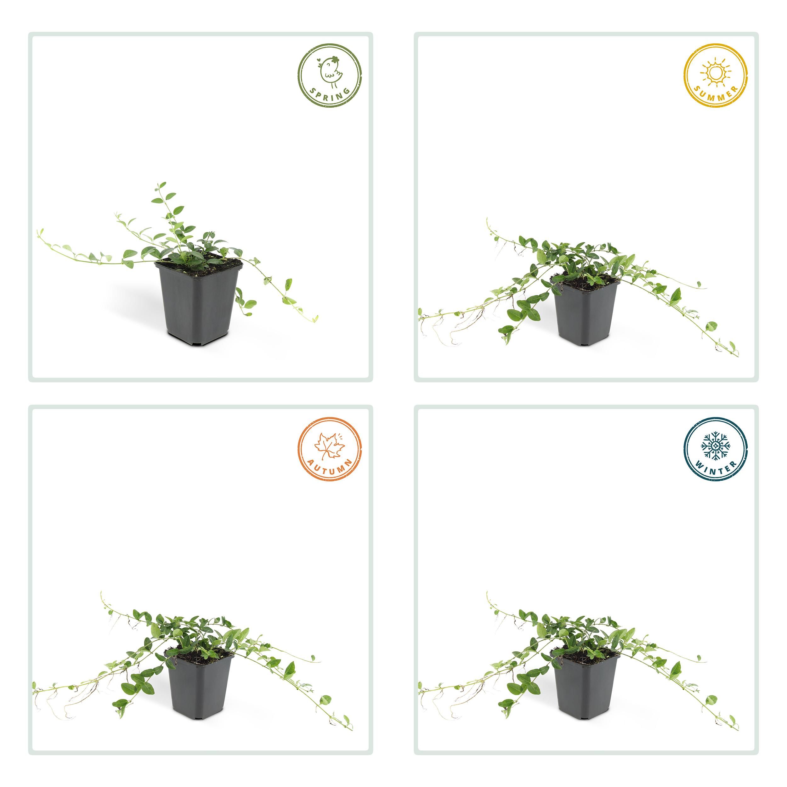 Garden basics 60x Vinca minor 'Alba' - ↕10-25cm - Ø9cm (47013)