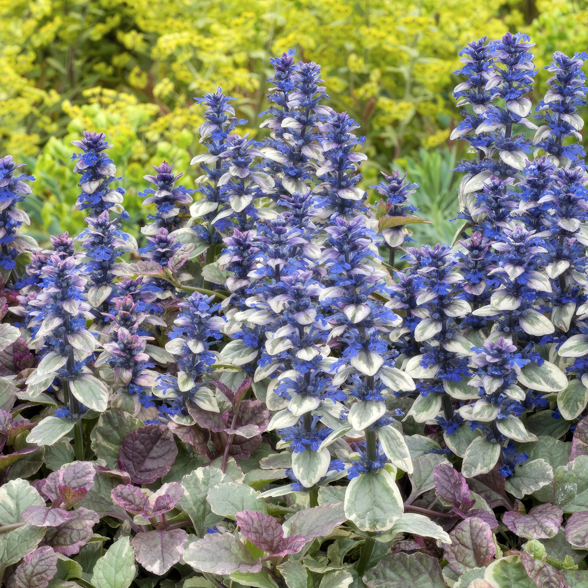 Garden basics 24x Ajuga reptans 'Burgundy Glow' - ↕10-25cm - Ø9cm (50360)