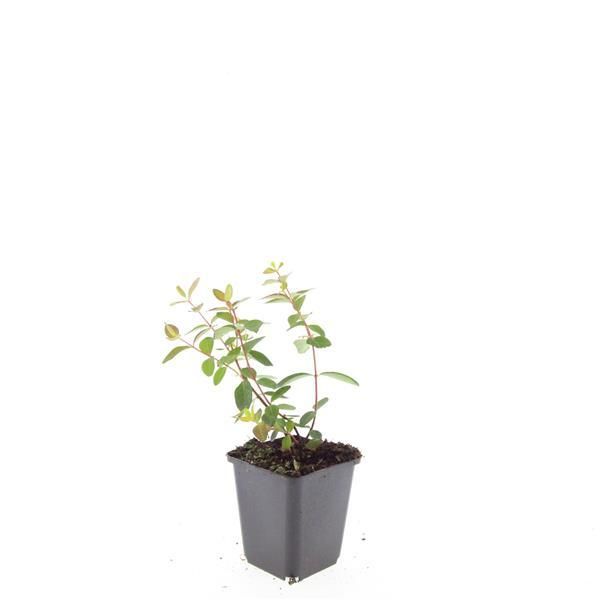 Garden basics 48x Hypericum dummeri 'Peter Dummer' - ↕10-25cm - Ø9cm (50439)