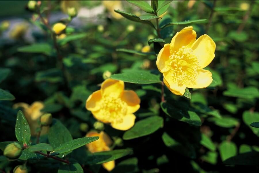 Garden basics 48x Hypericum dummeri 'Peter Dummer' - ↕10-25cm - Ø9cm (50439)