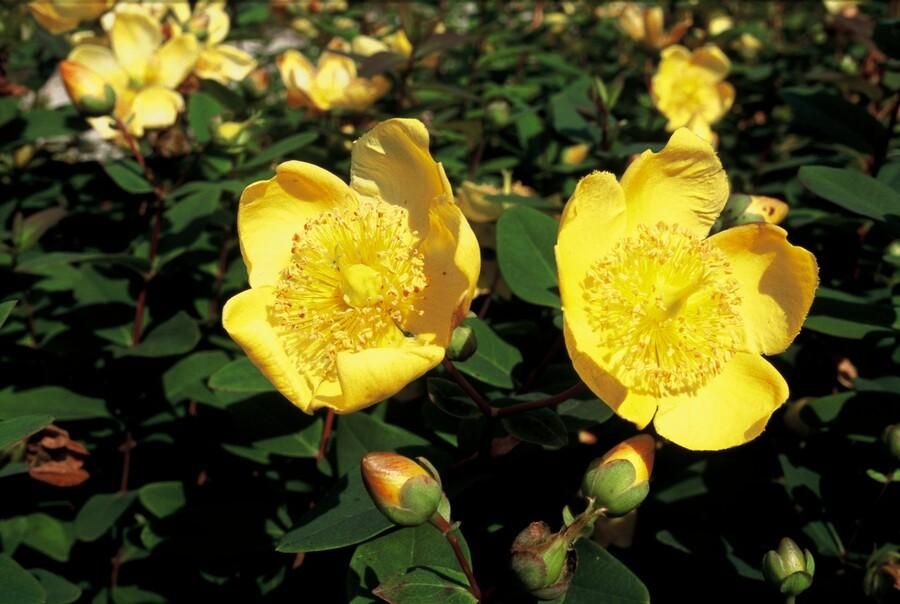 Garden basics 48x Hypericum dummeri 'Peter Dummer' - ↕10-25cm - Ø9cm (50439)