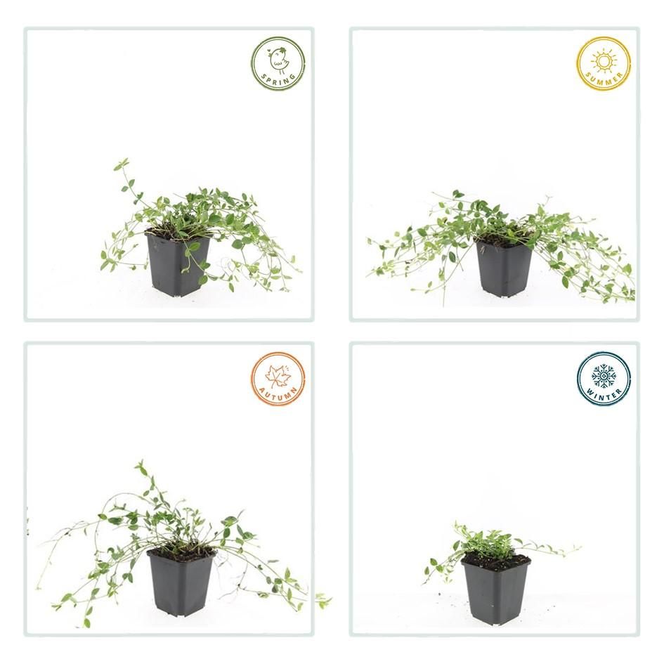 Garden basics 6x Vinca minor 'Gertrude Jekyll' - ↕10-25cm - Ø9cm (48035)