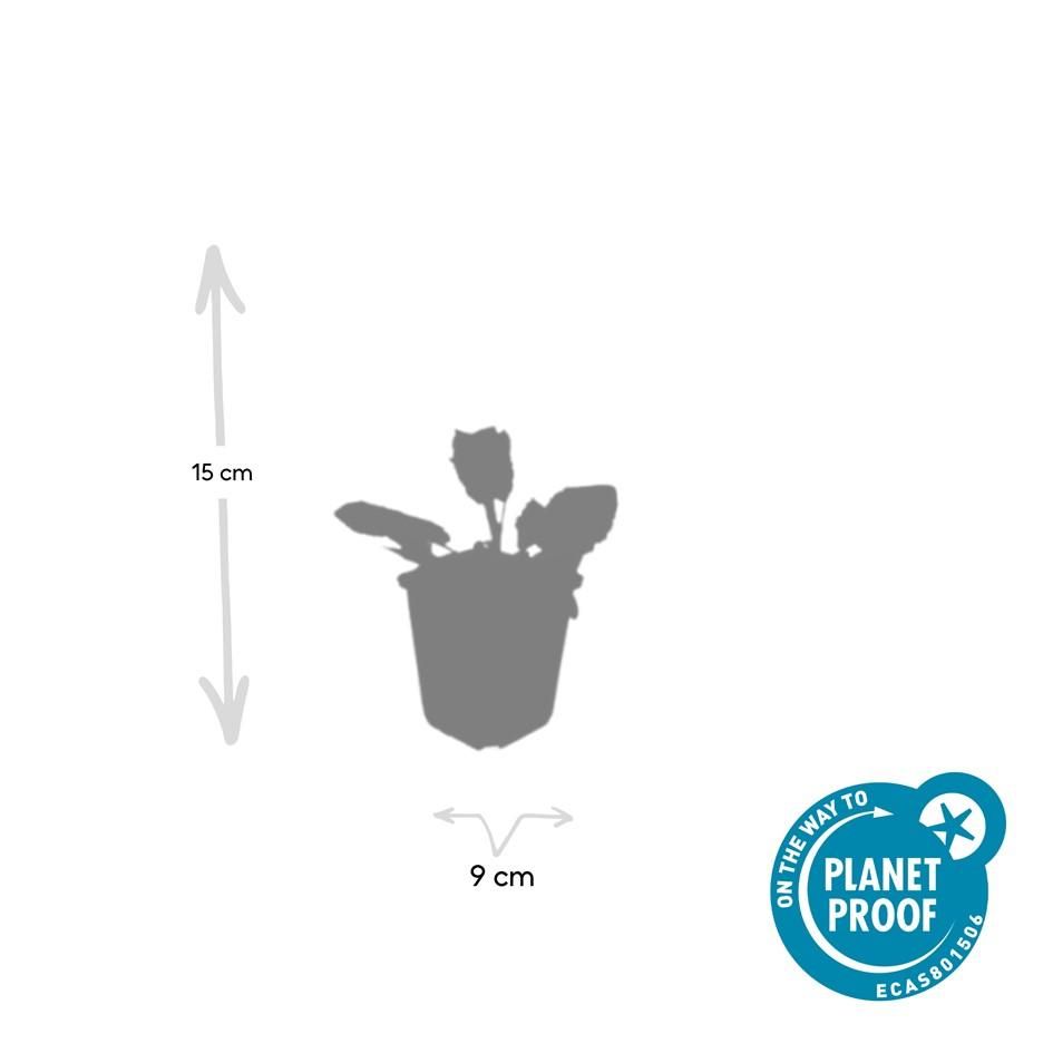 Garden basics 24x Salvia nem. 'Mainacht' - ↕10-25cm - Ø9cm (50597)