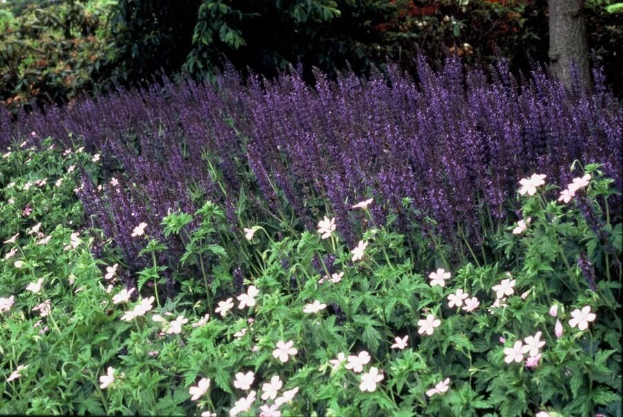 Garden basics 24x Salvia nem. 'Mainacht' - ↕10-25cm - Ø9cm (50597)