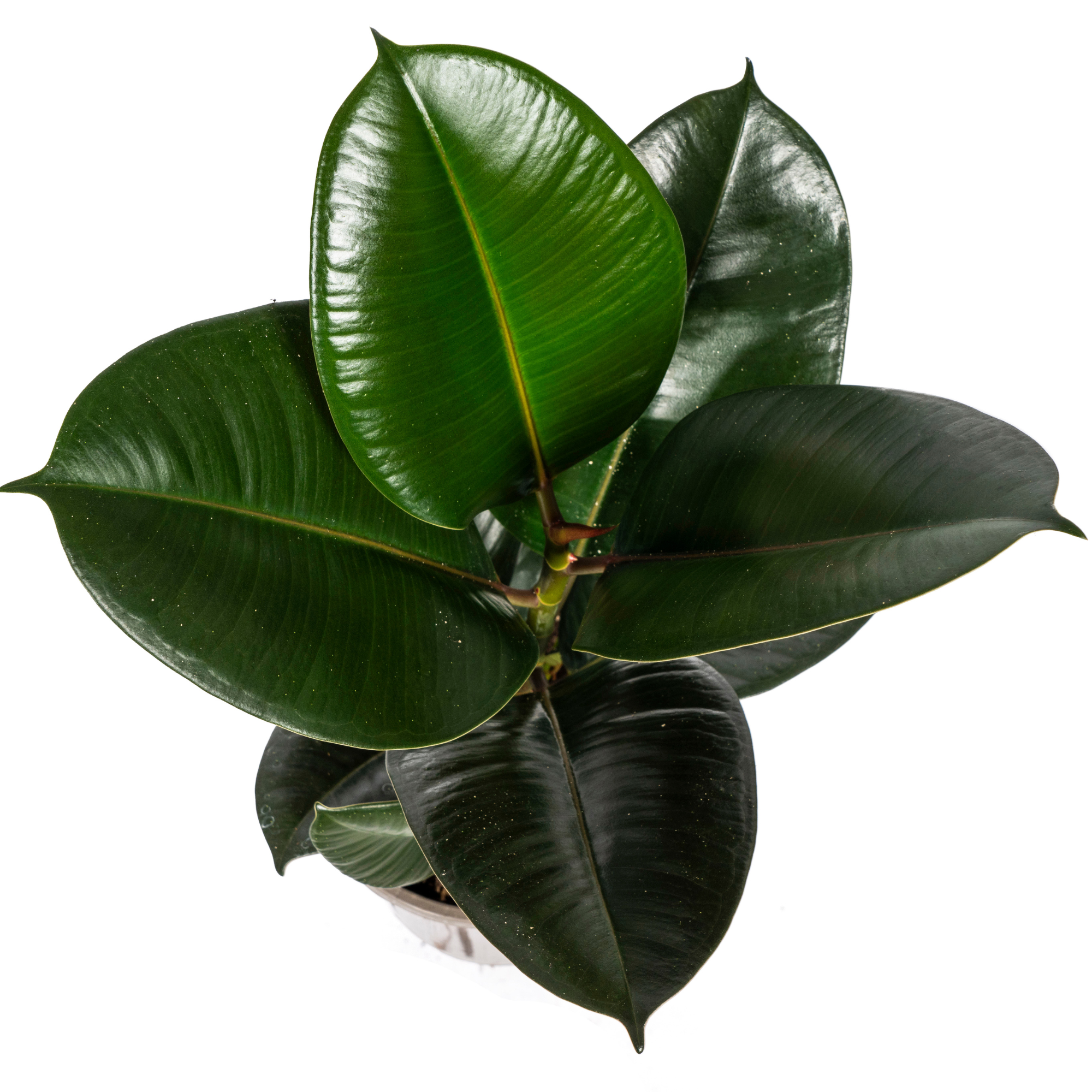 Ficus Elastica Robusta Ø17cm - ↕50 (4250308317072)