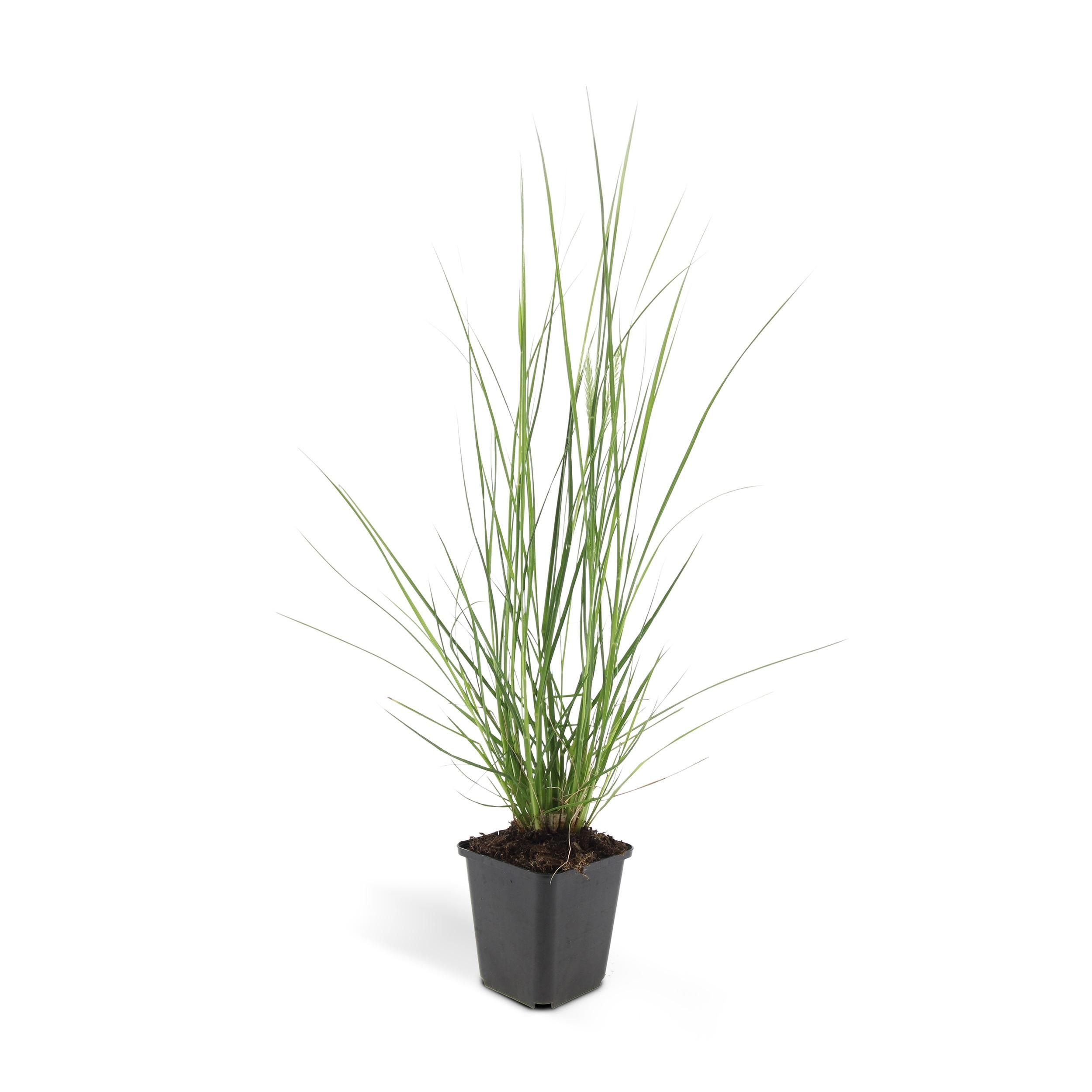 Garden basics 60x Pennisetum alopecuroides 'Hameln' - ↕10-25cm - Ø9cm (46984)