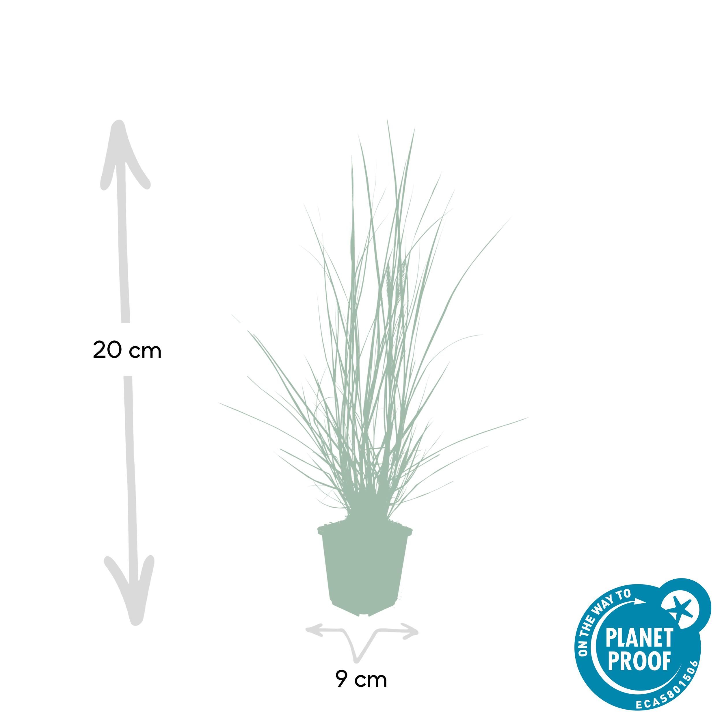 Garden basics 60x Pennisetum alopecuroides 'Hameln' - ↕10-25cm - Ø9cm (46984)