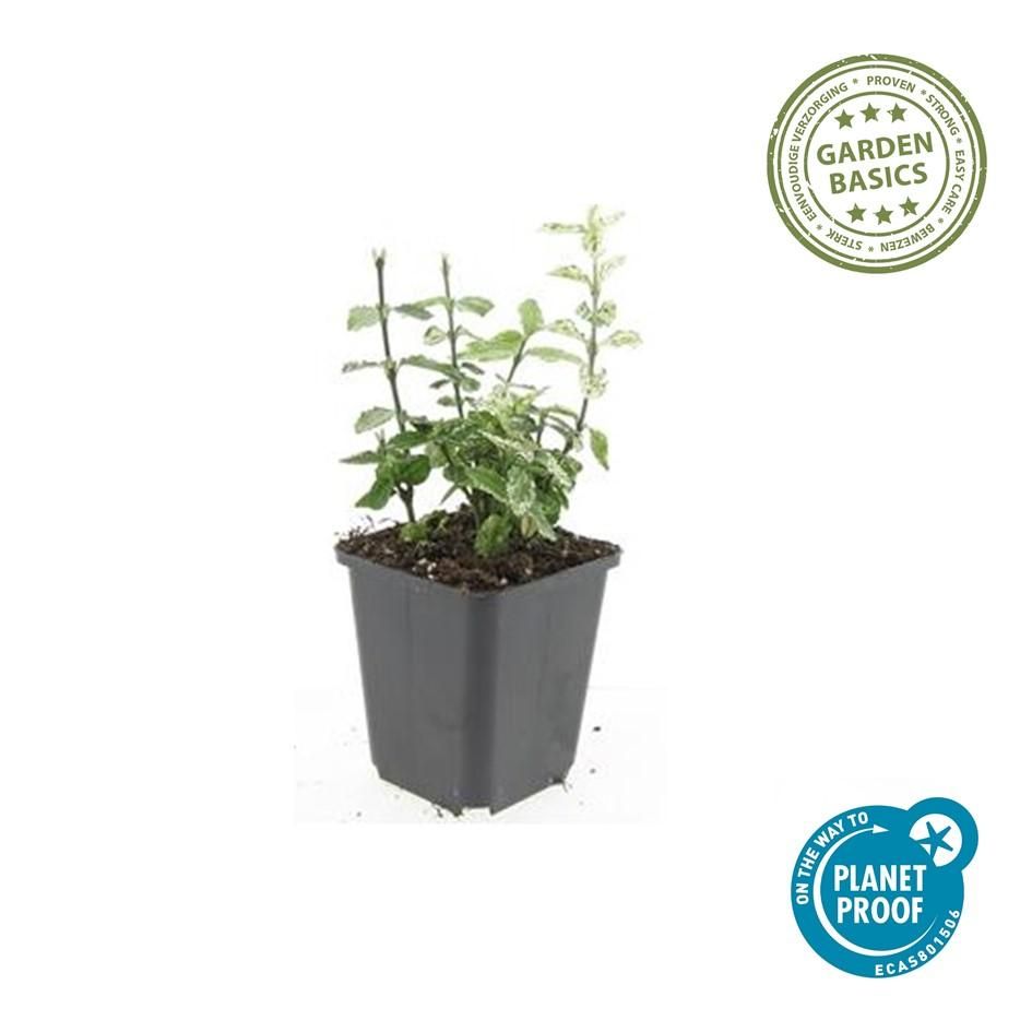 Garden basics 6x Euonymus fort. 'Harlequin' - ↕10-25cm - Ø9cm (47708)