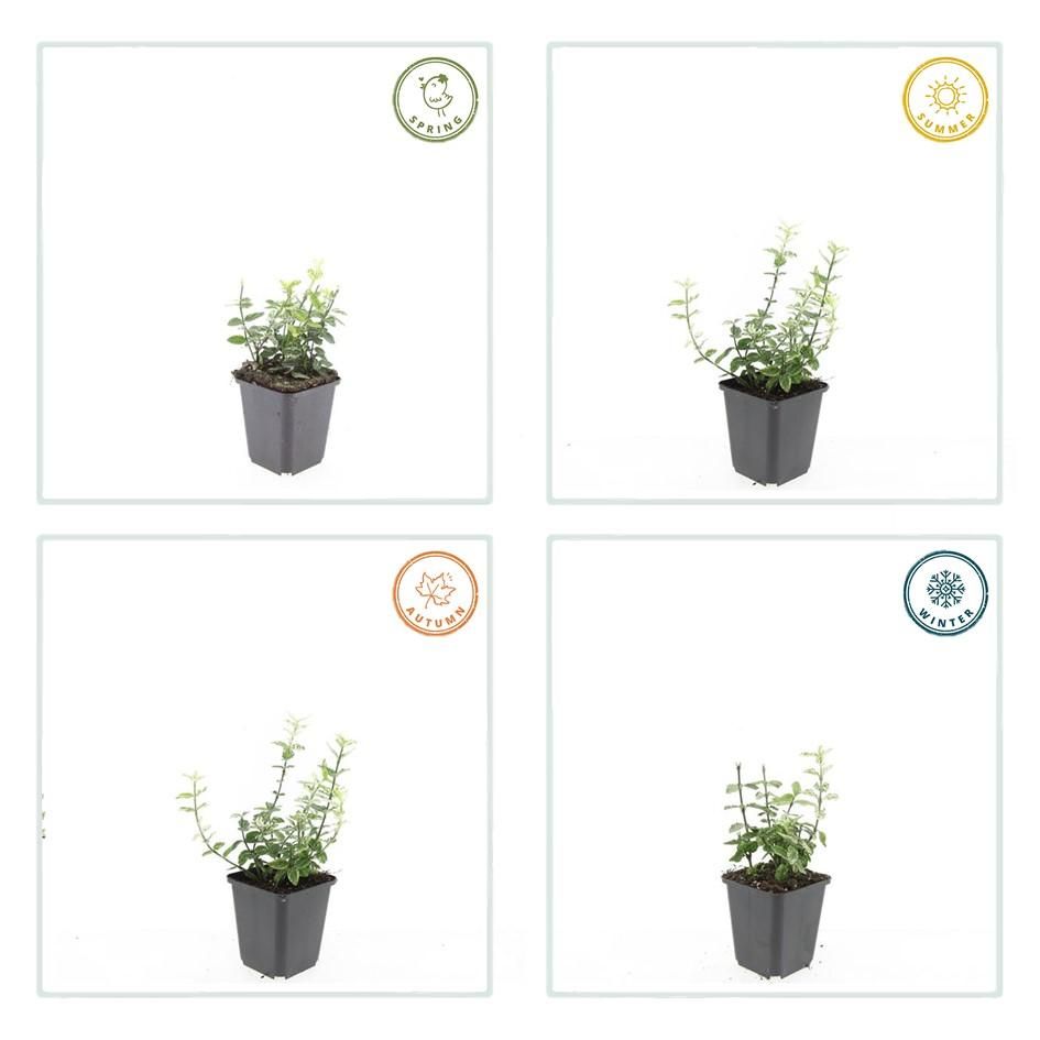 Garden basics 6x Euonymus fort. 'Harlequin' - ↕10-25cm - Ø9cm (47708)