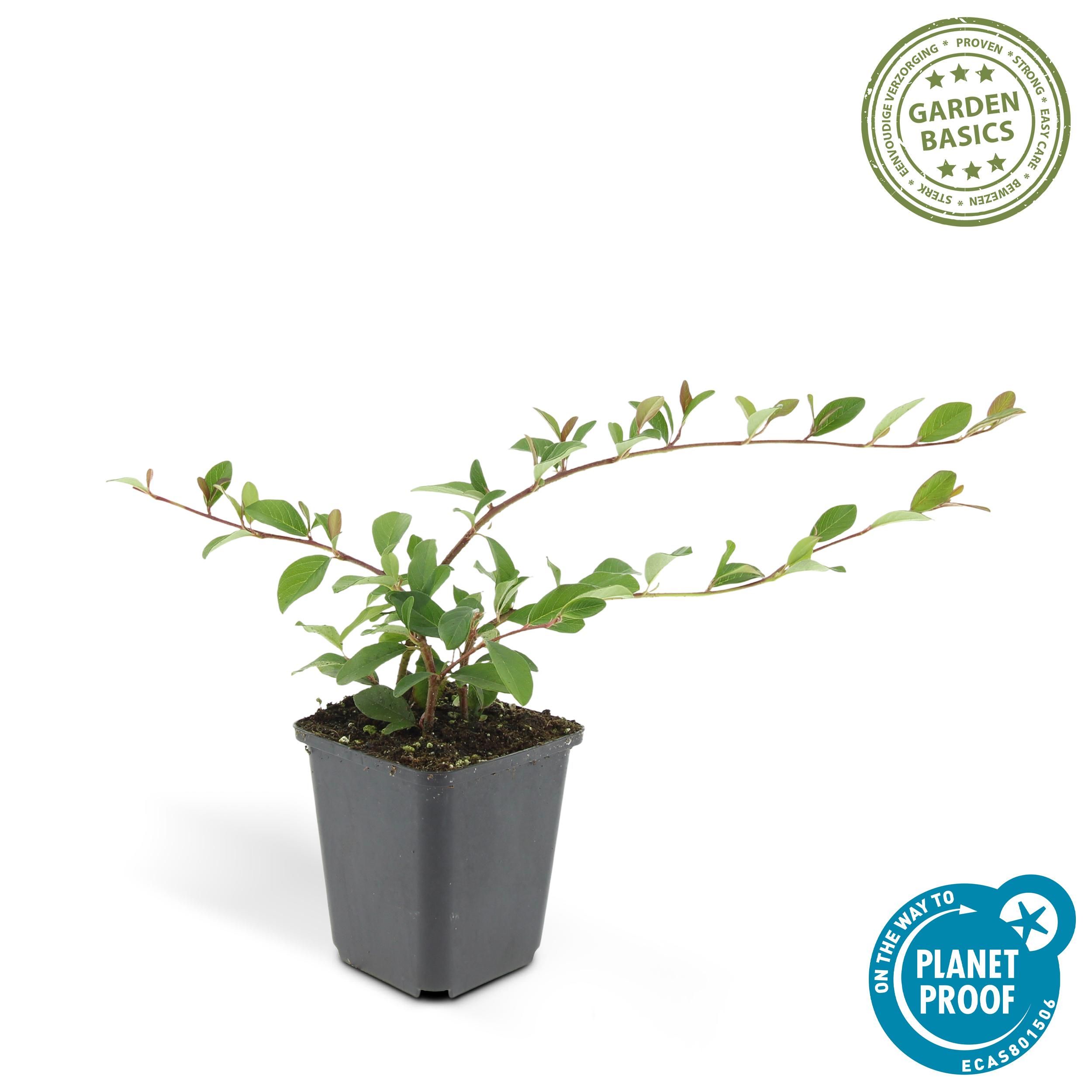 Garden basics 6x Cotoneaster dam. 'Major' - Ø9cm (46879)