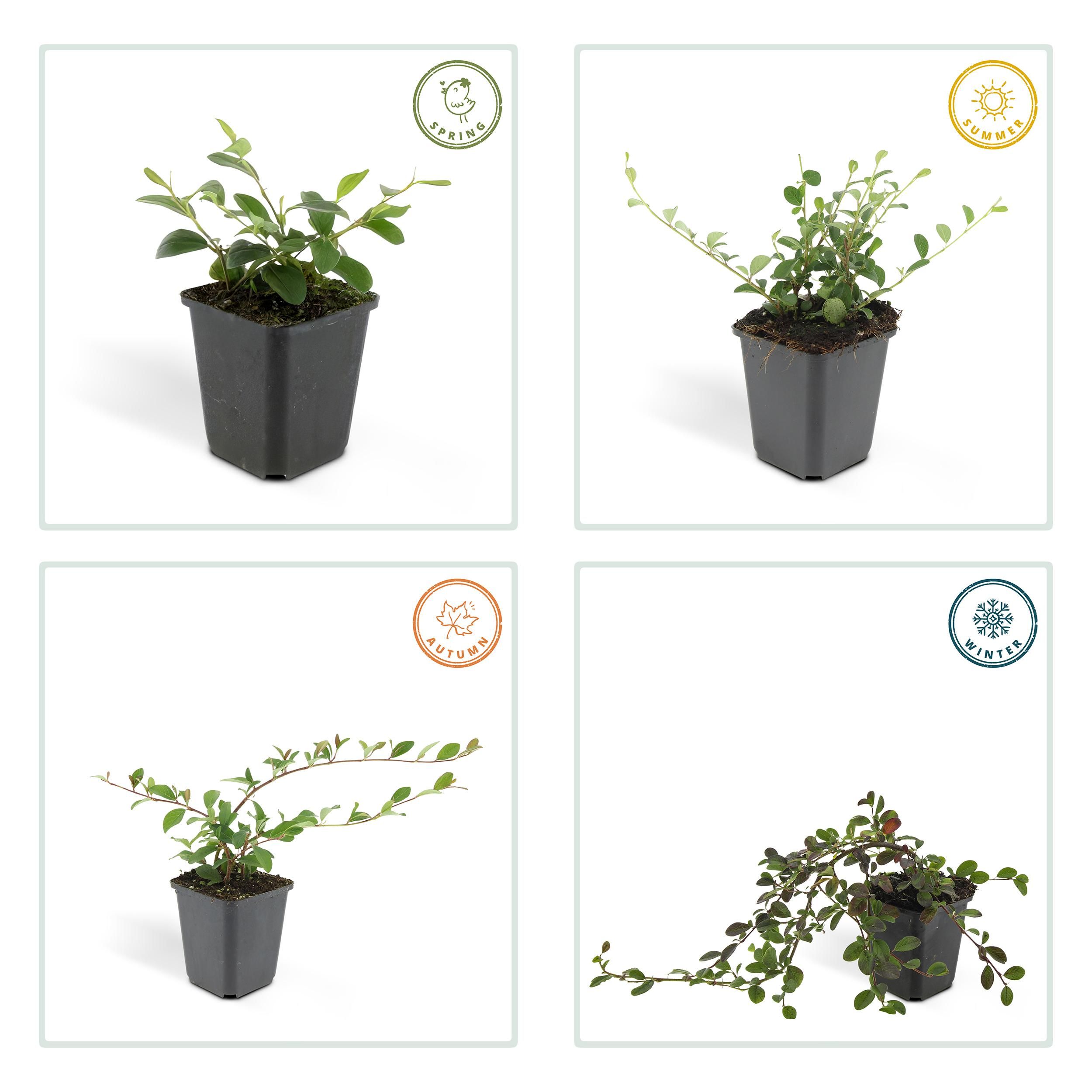 Garden basics 6x Cotoneaster dam. 'Major' - Ø9cm (46879)