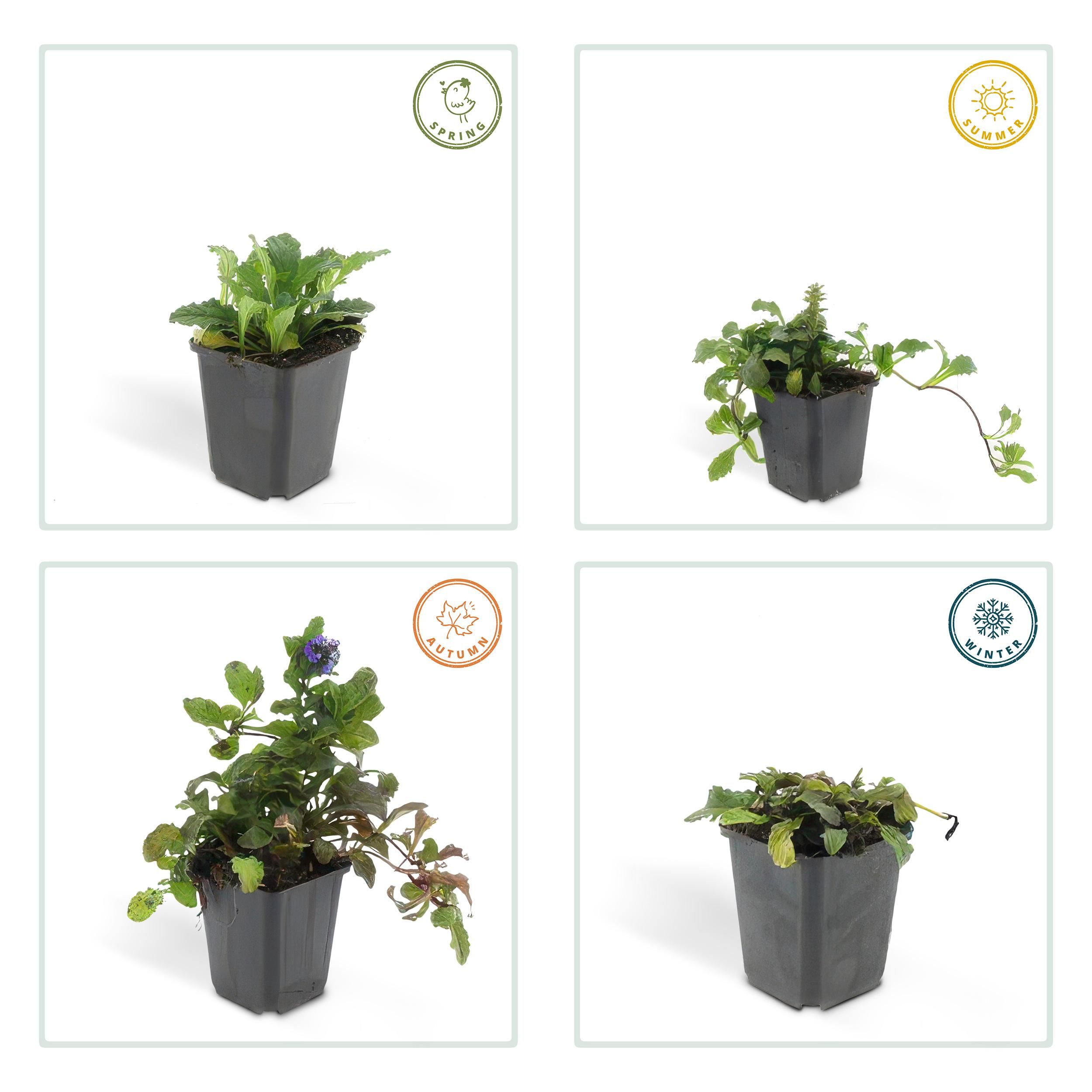 Garden basics 12x Ajuga reptans - ↕10-25cm - Ø9cm (46860)