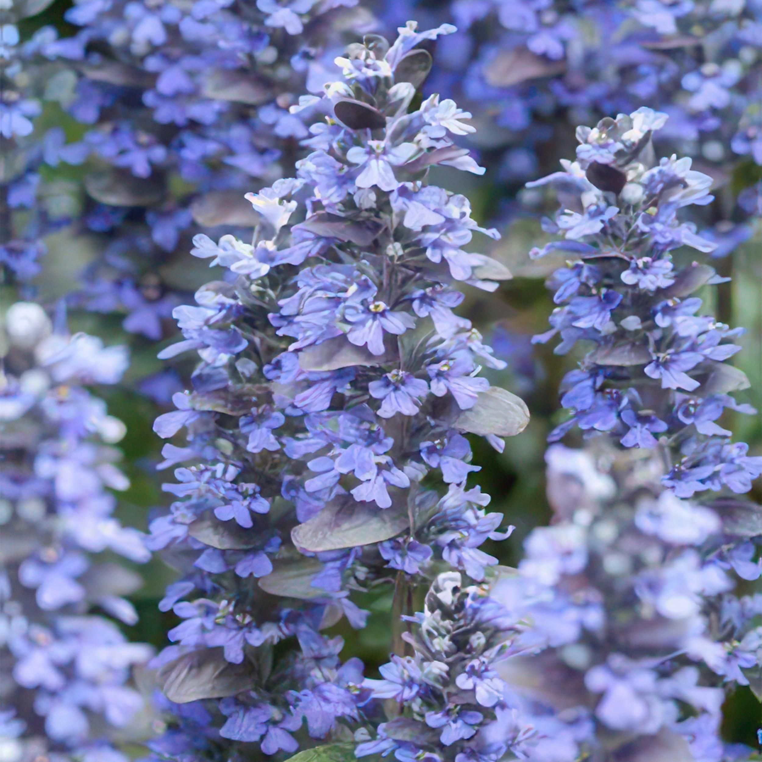 Garden basics 12x Ajuga reptans - ↕10-25cm - Ø9cm (46860)