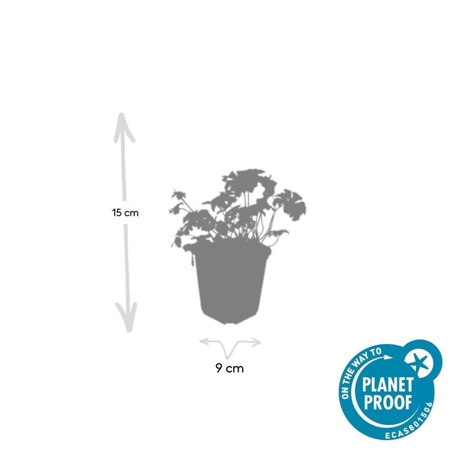 Garden basics 12x Geranium cant. 'Cambridge' - ↕10-25cm - Ø9cm (47773)