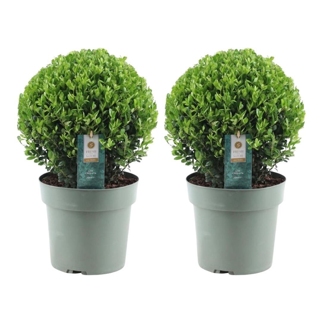 Premium basics 2x Ilex crenata 'Jenny' bol XL | set van 2 stuks | 25 cm Ø (48277)