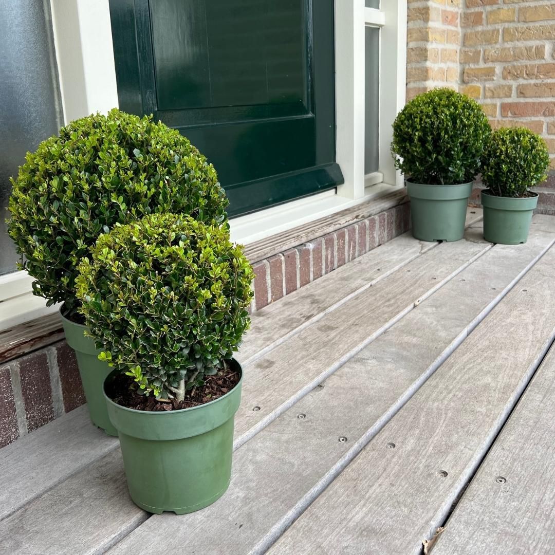 Premium basics 2x Ilex crenata 'Jenny' bol XL | set van 2 stuks | 25 cm Ø (48277)