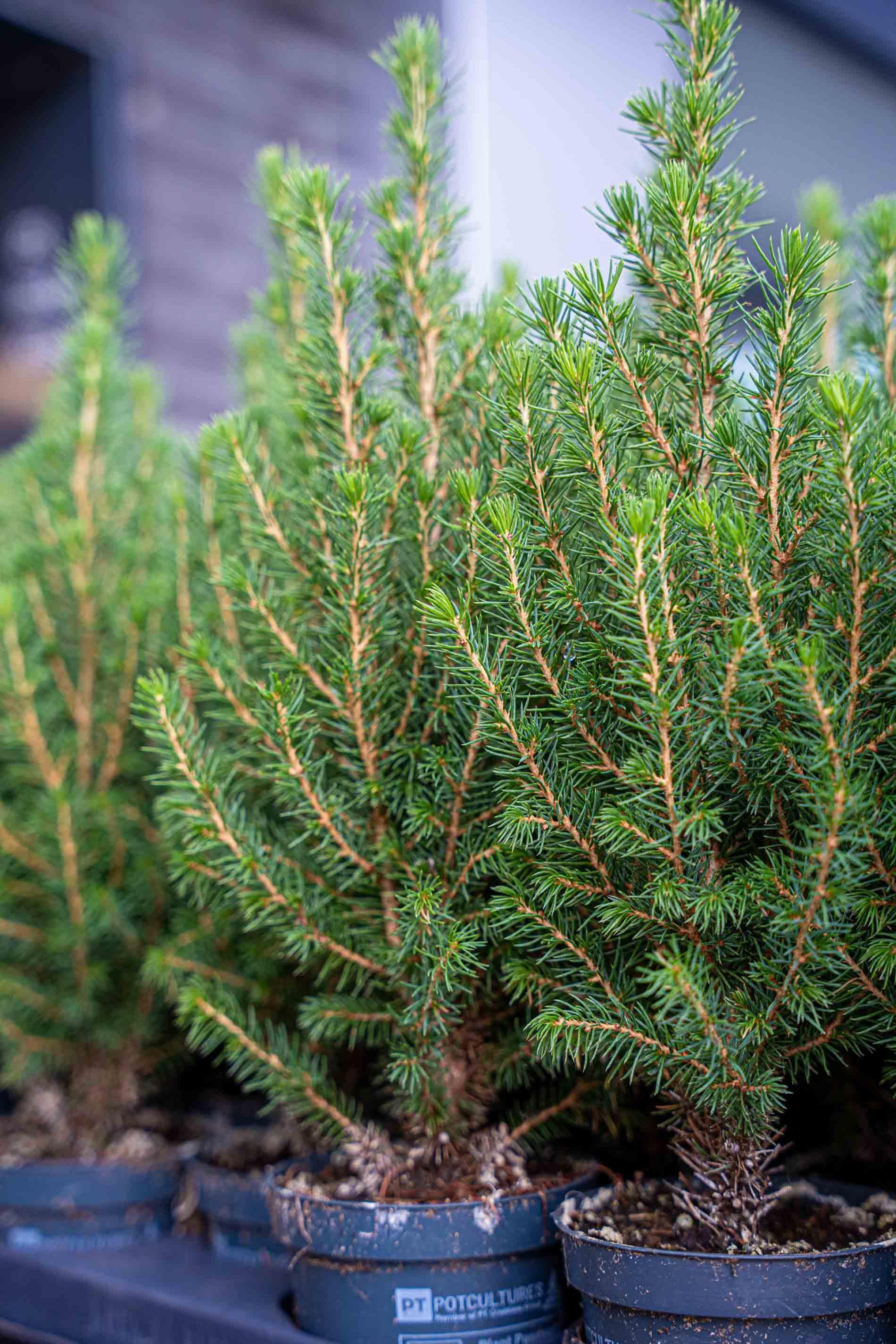 3x Mini Christmas Tree - Picea Glauca Perfecta - 25-30 cm (8720872025346)