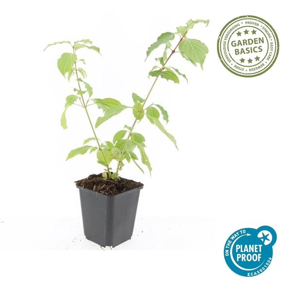 Garden basics 6x Cornus sang. 'Anny's Winter Orange' - ↕10-25cm - Ø9cm (47667)