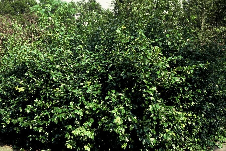 Garden basics 12x Euonymus fort. 'Coloratus' - ↕10-25cm - Ø9cm (47697)