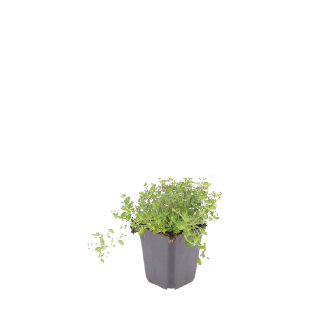 Garden basics 12x thymus serpyllum - ↕10-25cm - Ø9cm (54772)