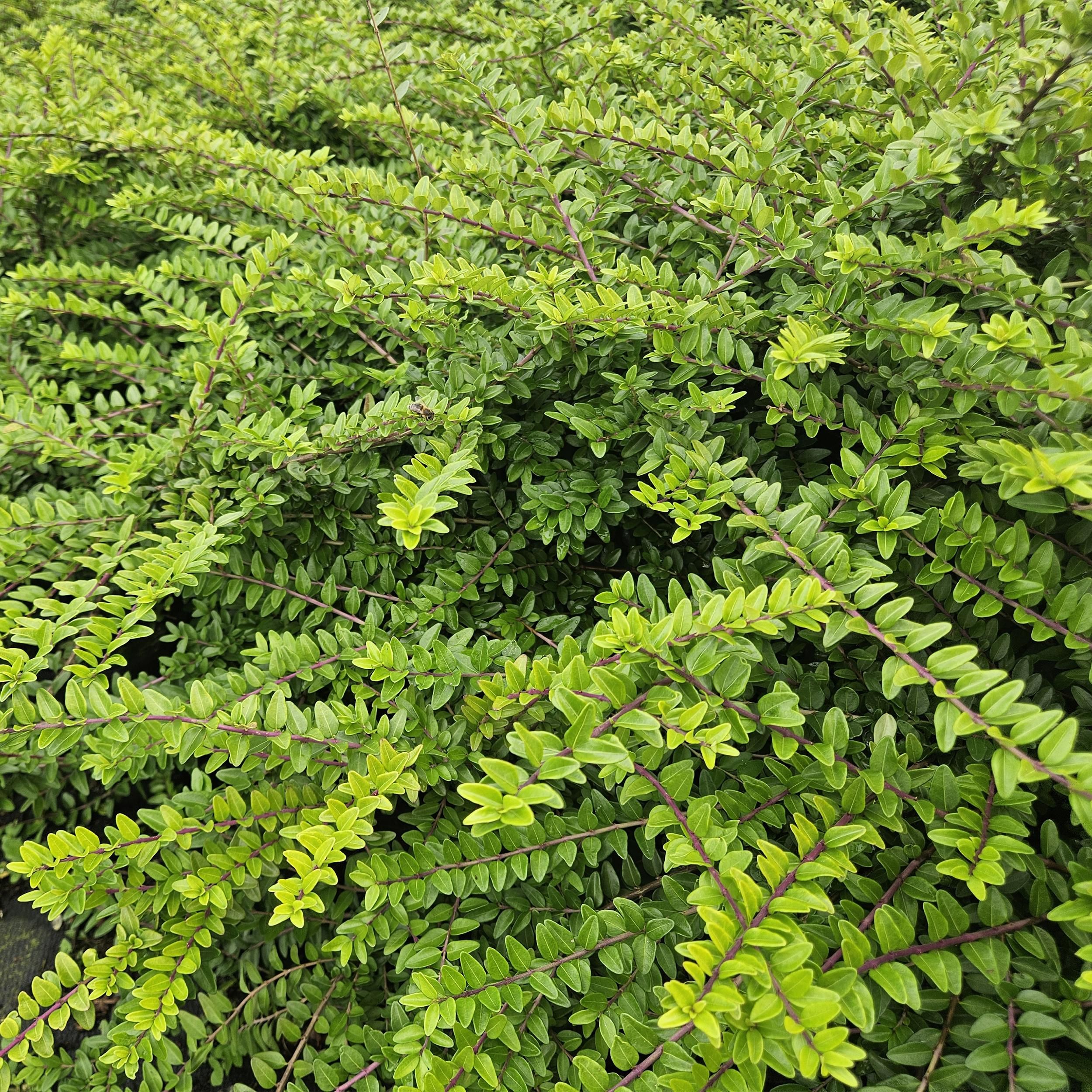 Garden basics 12x Lonicera nit. 'Maigrün' - ↕10-25cm - Ø9cm (46950)