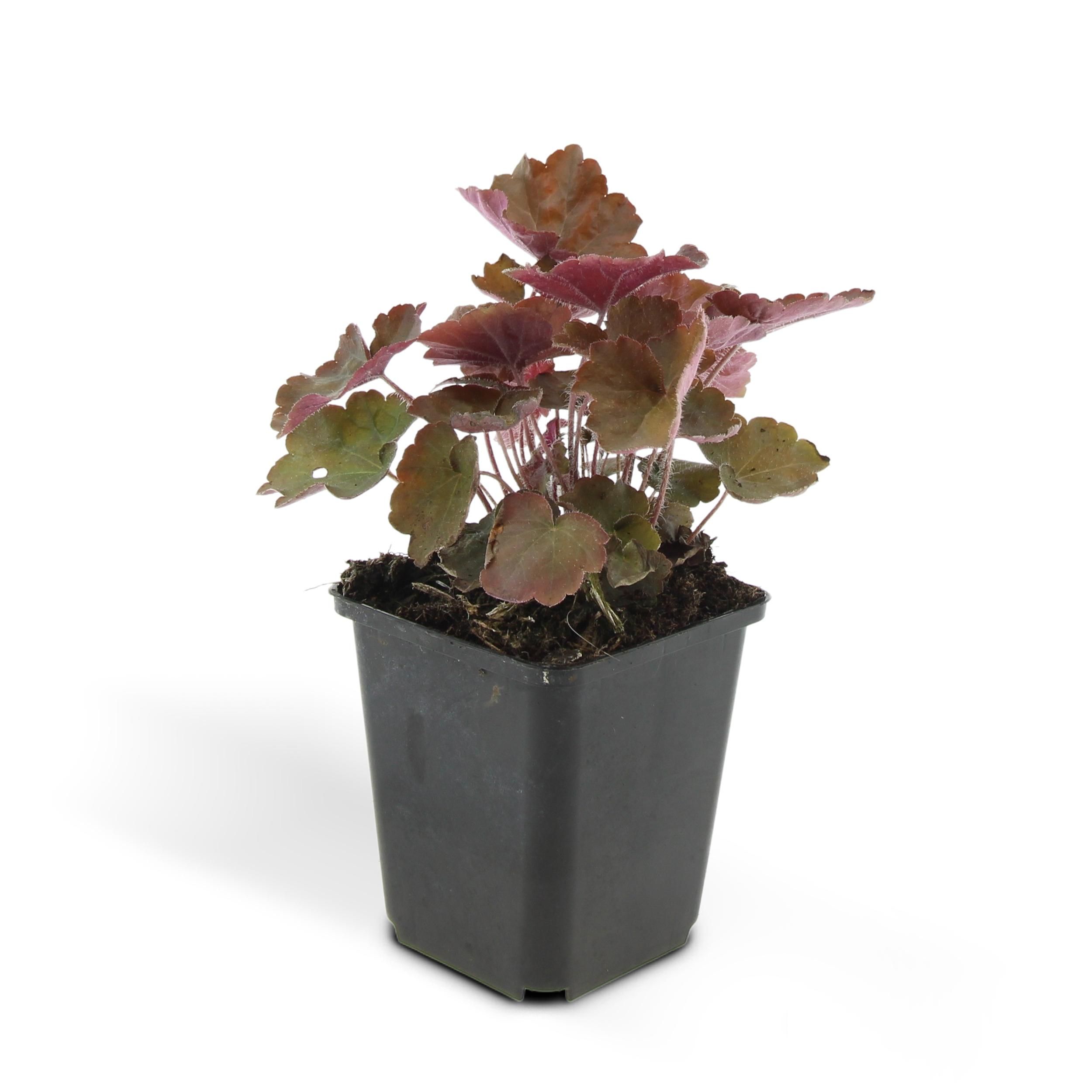 Garden basics 48x Heuchera mic. 'Palace Purple' - ↕10-25cm - Ø9cm (50327)