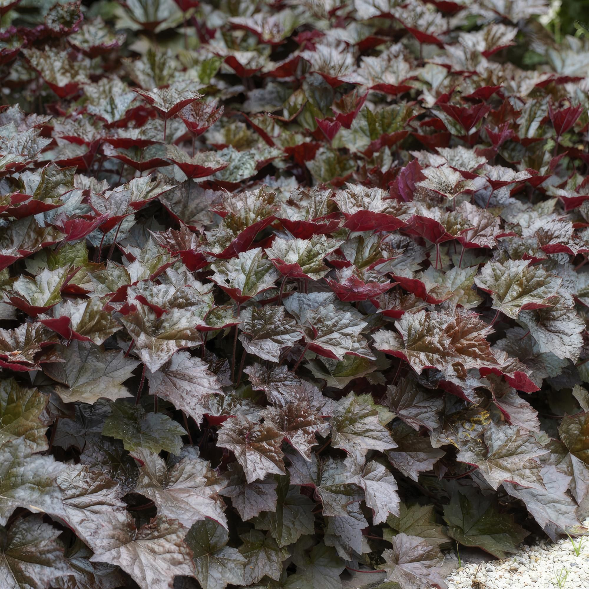 Garden basics 48x Heuchera mic. 'Palace Purple' - ↕10-25cm - Ø9cm (50327)